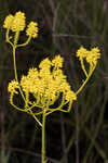 Tall pinebarren milkwort